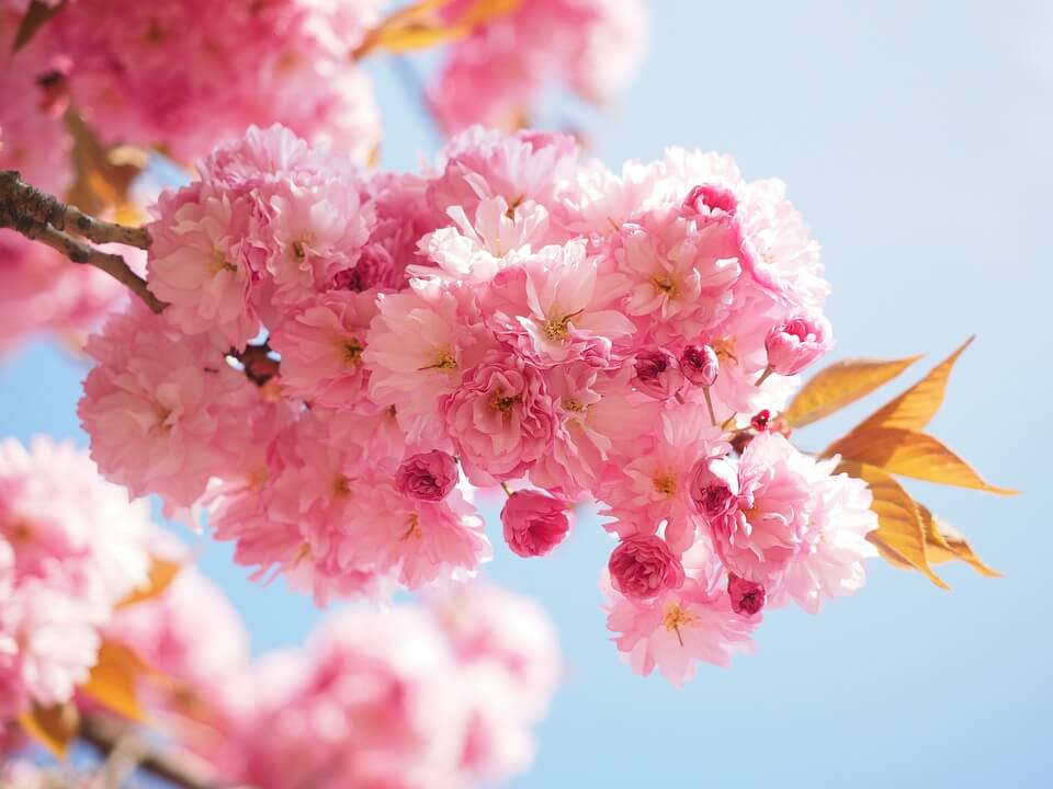 Fiori di ciliegio, Sakura blossoms 桜満開, Luca